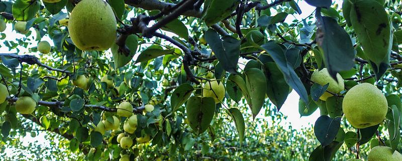 番石榴的种植条件，适合生长在较为贫瘠的土壤中