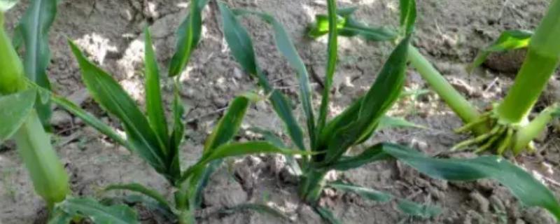 玉米烂心的原因,虫害啃出伤口引发腐烂