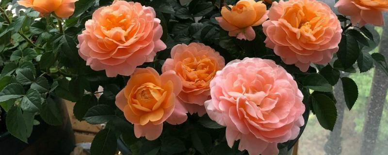 北方月季过冬的修剪时间，在11-12月份的时候进行