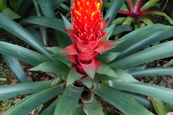 果子蔓会不会开花,一生只会开放1次