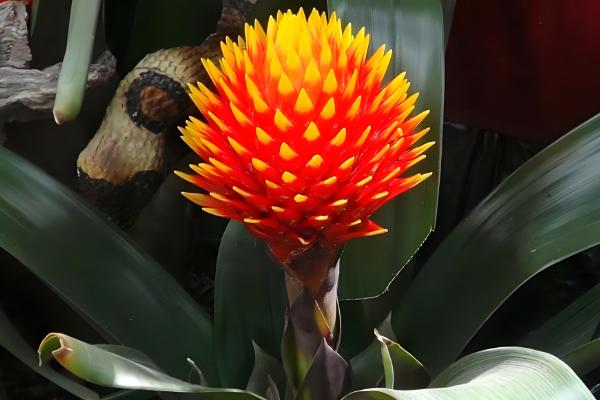 果子蔓会不会开花,一生只会开放1次