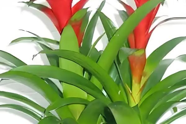 果子蔓会不会开花,一生只会开放1次