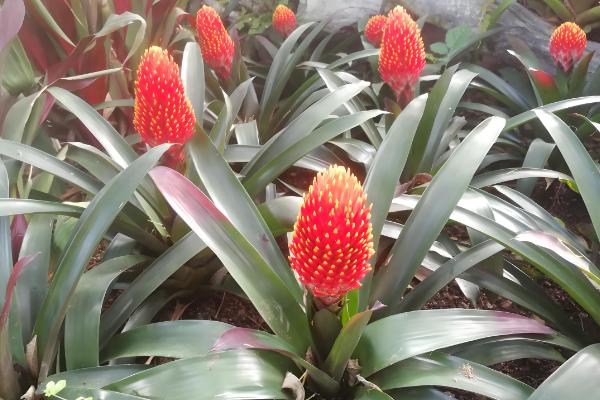 果子蔓会不会开花,一生只会开放1次