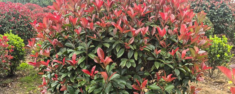 红叶石楠与石楠有什么区别，前者的花期是5-7月份、后者的花期是6-7月份