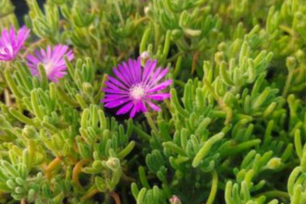 枝干番杏怎么养殖，每天让它接受5-7小时的光照