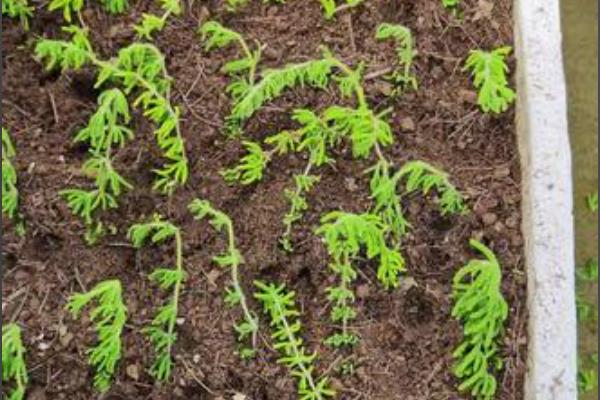 枝干番杏怎么养殖，每天让它接受5-7小时的光照