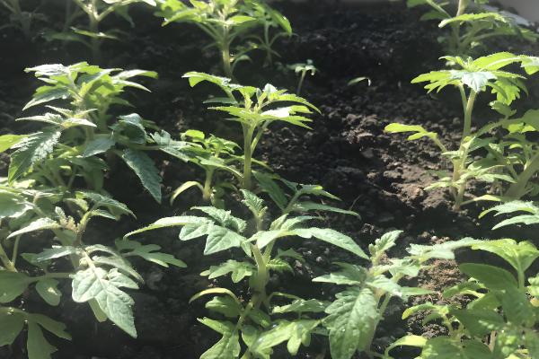 西红柿移栽缓苗要几天，需要七天