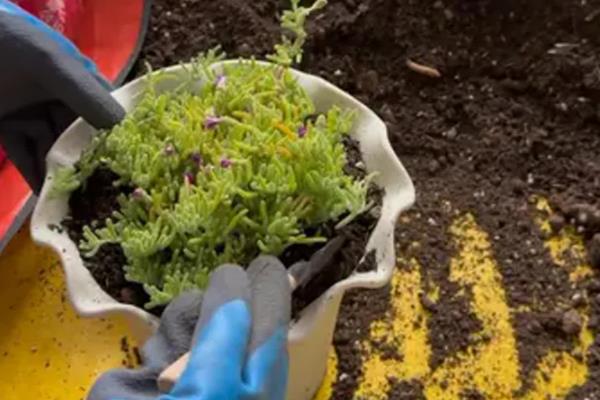 枝干番杏怎么养殖，每天让它接受5-7小时的光照