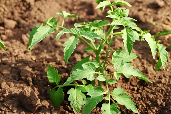 西红柿移栽缓苗要几天，需要七天