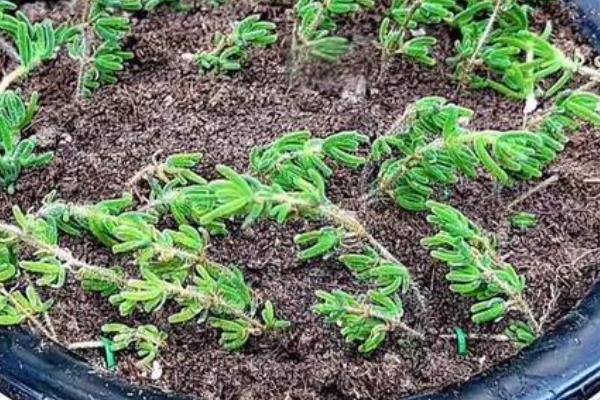 枝干番杏怎么养殖，每天让它接受5-7小时的光照