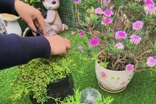 枝干番杏怎么养殖，每天让它接受5-7小时的光照