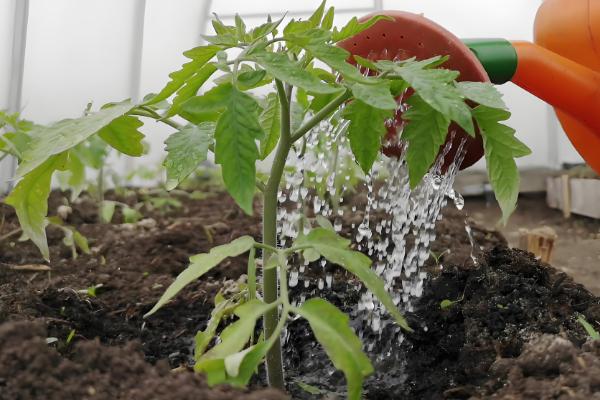 西红柿移栽缓苗要几天，需要七天