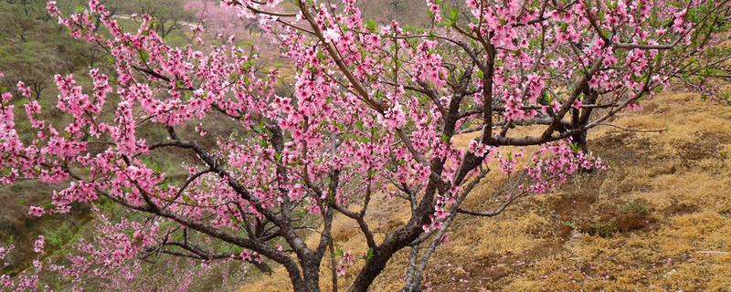 春天哪些树木会开花,桃树、梨树等品种在春季进入花期