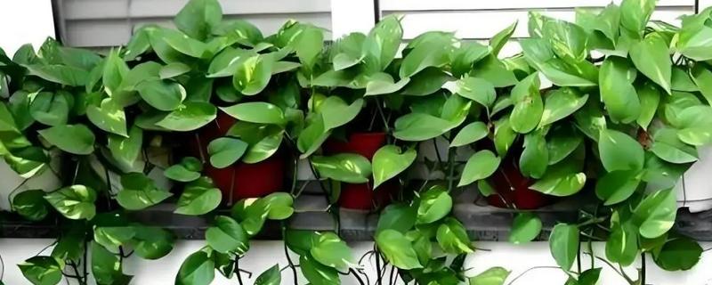 绿萝冻黑了特别蔫还可以救活吗,及时修剪并喷洒杀菌药剂便可救活