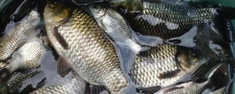 1000斤鲫鱼一天喂多少饲料，要喂20-50斤饲料