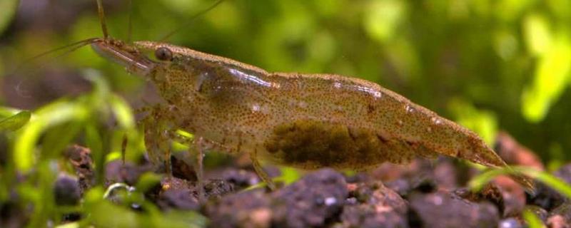 刺肢米虾好不好养，饲养难度并不大