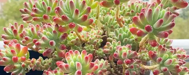 乙女心掉叶如何解决，遇到强光时要遮阴防晒