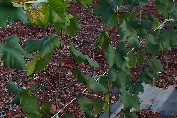 红提葡萄的种植方法，pH值介于5.6-7.4之间为宜