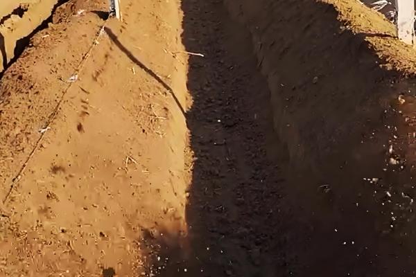 红提葡萄的种植方法，pH值介于5.6-7.4之间为宜