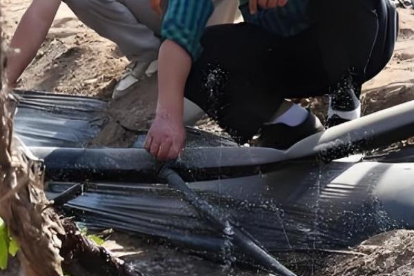 红提葡萄的种植方法，pH值介于5.6-7.4之间为宜