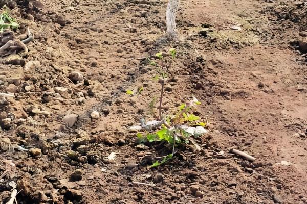 红提葡萄的种植方法，pH值介于5.6-7.4之间为宜