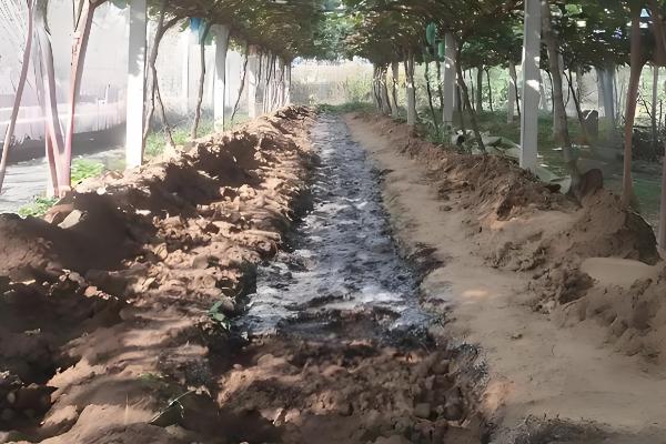 红提葡萄的种植方法，pH值介于5.6-7.4之间为宜