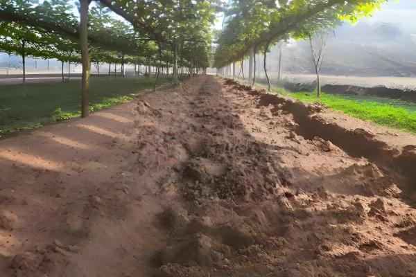 红提葡萄的种植方法，pH值介于5.6-7.4之间为宜