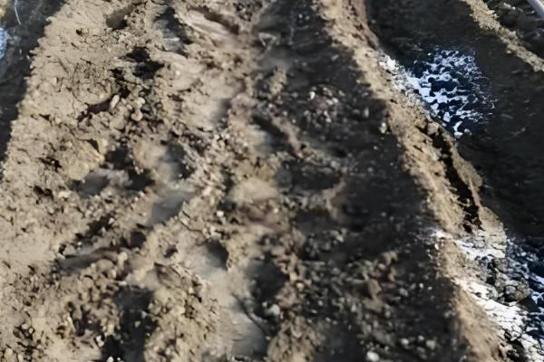 红提葡萄的种植方法，pH值介于5.6-7.4之间为宜