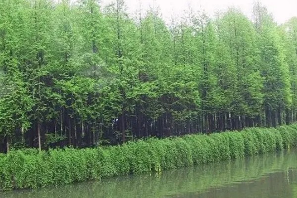 水杉好不好养，水杉好养