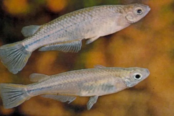 青鳉鱼多大能繁殖,出生后半年左右就可以