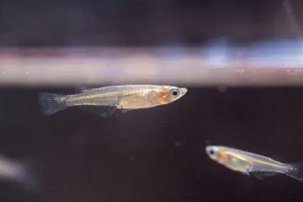 青鳉鱼多大能繁殖,出生后半年左右就可以