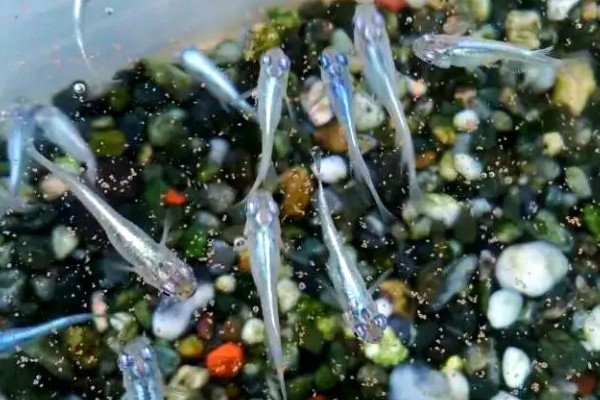 青鳉鱼多大能繁殖,出生后半年左右就可以