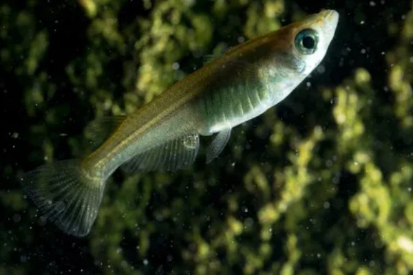 青鳉鱼多大能繁殖,出生后半年左右就可以