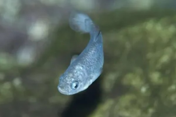 青鳉鱼多大能繁殖,出生后半年左右就可以