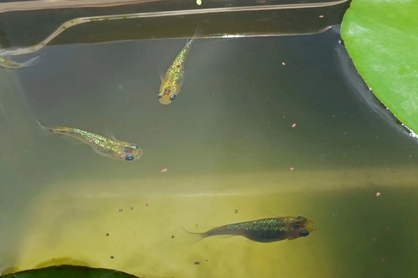 青鳉鱼多大能繁殖,出生后半年左右就可以