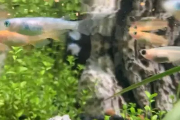 青鳉鱼多大能繁殖,出生后半年左右就可以