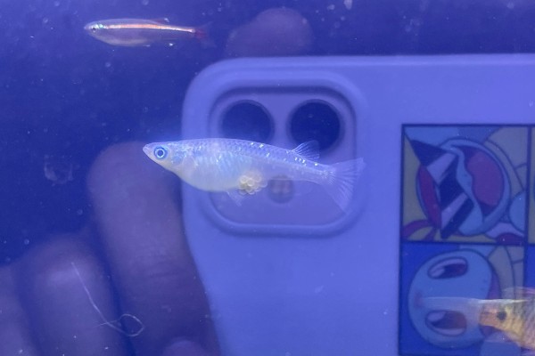 青鳉鱼多大能繁殖,出生后半年左右就可以