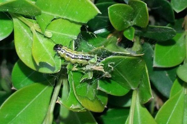 食叶类的害虫,有刺蛾、大蚕蛾、尺蛾等