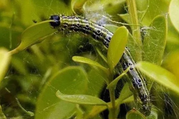 食叶类的害虫,有刺蛾、大蚕蛾、尺蛾等
