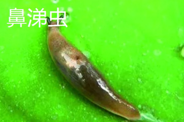 食叶类的害虫,有刺蛾、大蚕蛾、尺蛾等