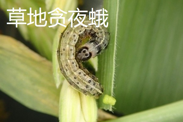 食叶类的害虫,有刺蛾、大蚕蛾、尺蛾等