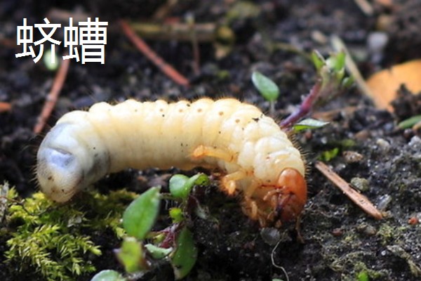 食叶类的害虫,有刺蛾、大蚕蛾、尺蛾等