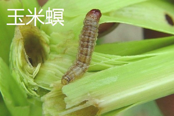 食叶类的害虫,有刺蛾、大蚕蛾、尺蛾等