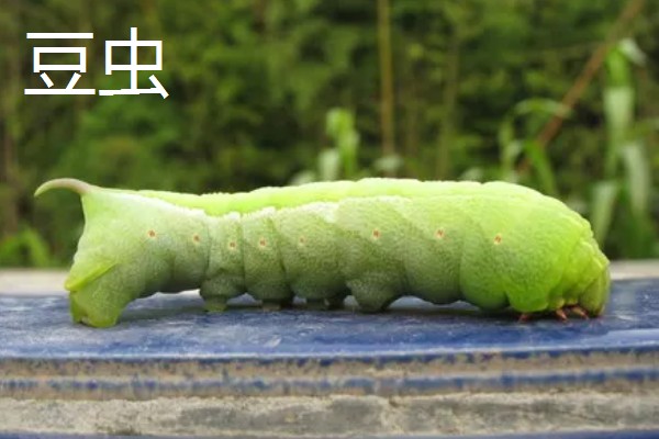 食叶类的害虫,有刺蛾、大蚕蛾、尺蛾等