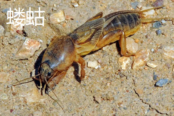 食叶类的害虫,有刺蛾、大蚕蛾、尺蛾等