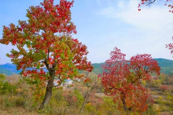 乌桕树介绍，叶片会在秋季变成火红色