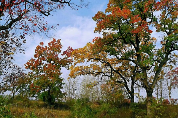 乌桕树介绍，叶片会在秋季变成火红色