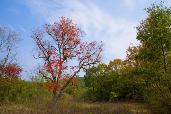 乌桕树介绍，叶片会在秋季变成火红色