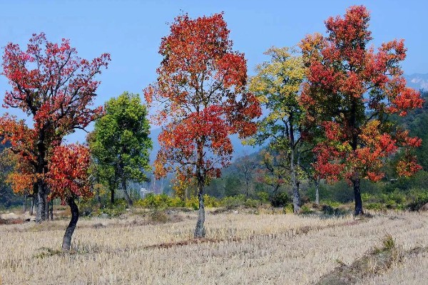 乌桕树介绍，叶片会在秋季变成火红色