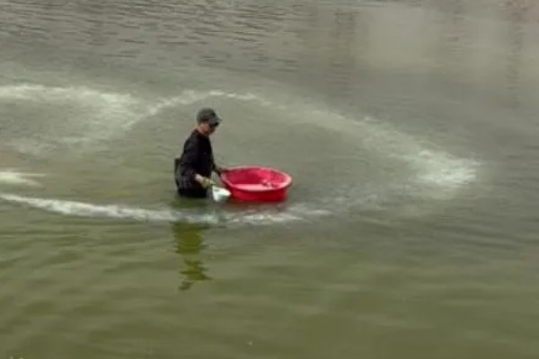 乌桕树介绍，叶片会在秋季变成火红色